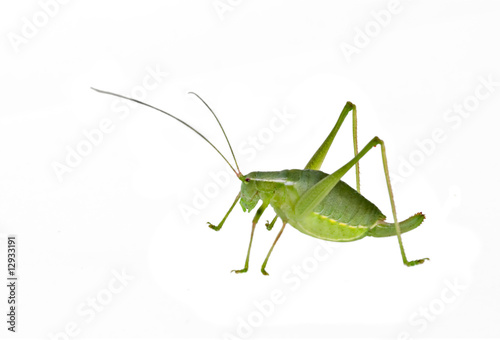 Green female bush-cricket ( long horned grasshopper)
