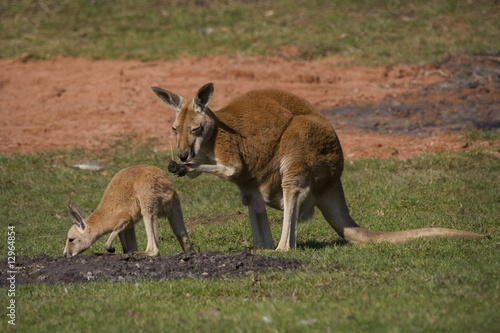 Rotes Riesenkänguru (Macropus rufus)