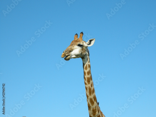 Giraffe