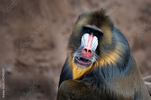 colorful mandrill