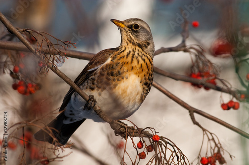 Turdus pilaris, Fieldfare