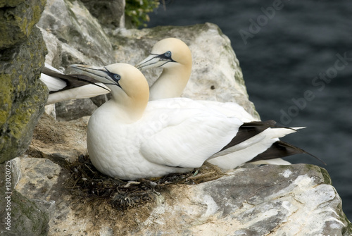 Gannet