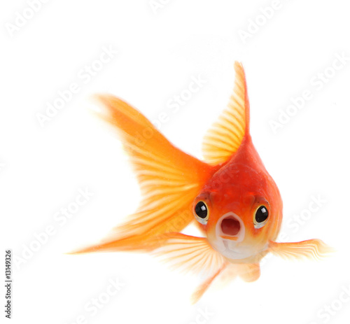 Shocked Goldfish Isolated on White Background