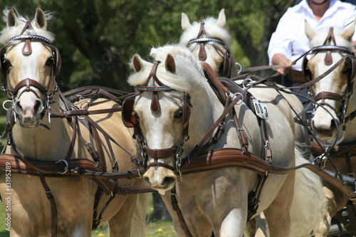 pony - kutsche - vierergespann