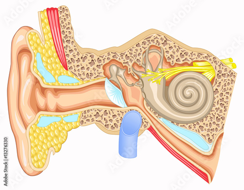 Ear anatomy - Cross section view