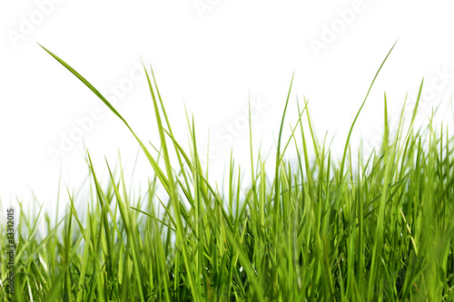 Gras