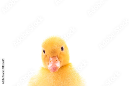 Duckling isolated