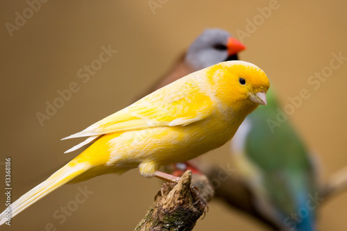 canari ( Serinus canaria )