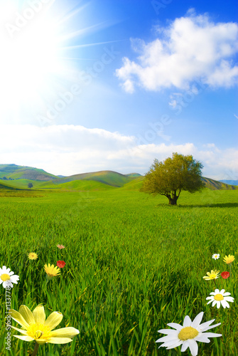 Green landscape with colored flower