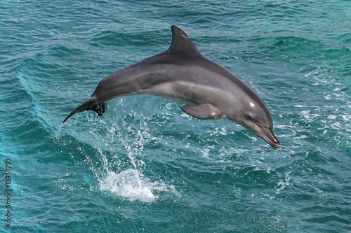 Dolphin Leap