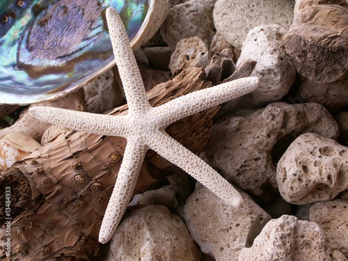 Biała rozgwiazda- White starfish