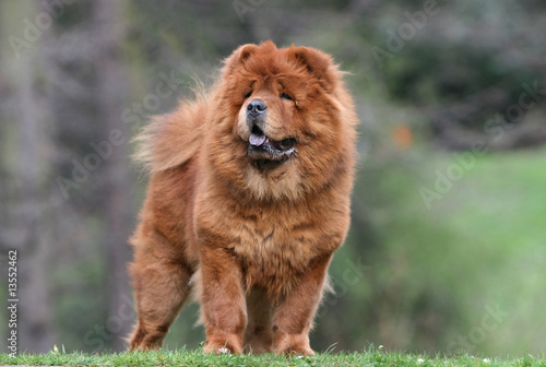 chow chow adulte vu de face en position immobile