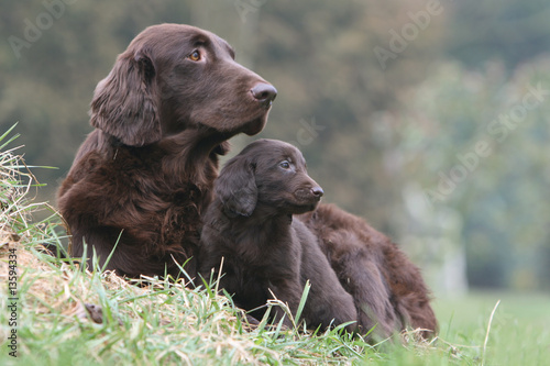 mère et chiot regardent ensemble dans la même direction