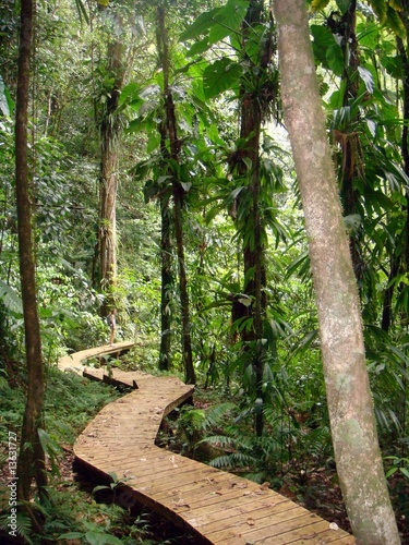 Ponton en forêt tropicale