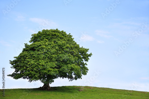 Sycamore Tree in Summer