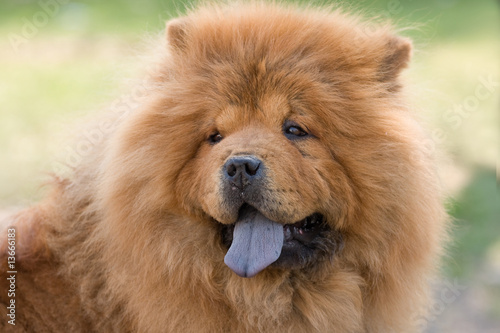 chow chow