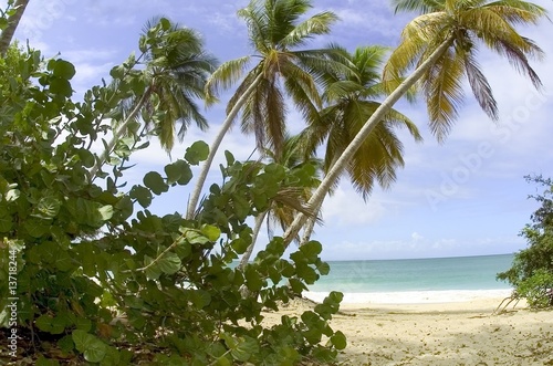 plage de palmier