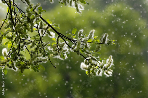 Frühling Ast mit Kätzchen