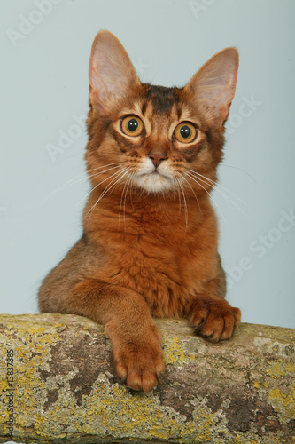 portrait de chaton somali sur un tronc en studio fond bleu