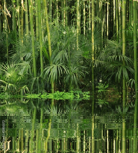 bambou au bord de l eau