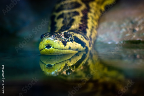 Yellow anaconda