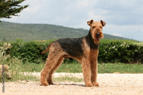 airedale terrier adulte entier de profil sur un chemin