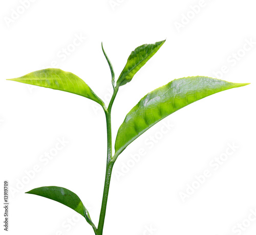 tea leaf