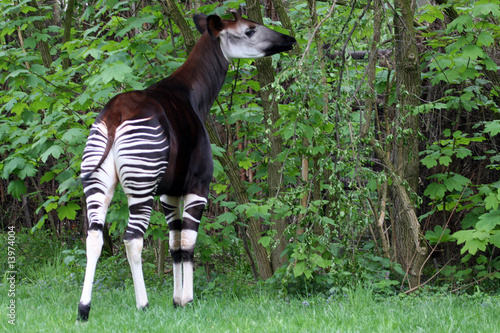 Okapi