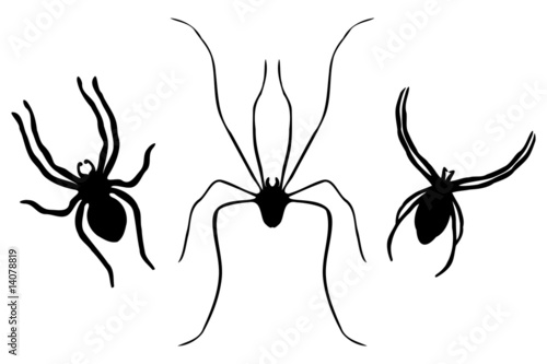 Collection of Spiders - one