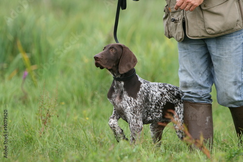 la demarche fière du braqe allemand et son maitre en chasse