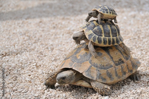 Tortues superposées