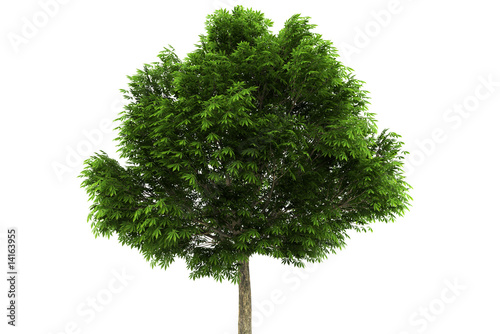 buckeye tree isolated on white background with clipping path