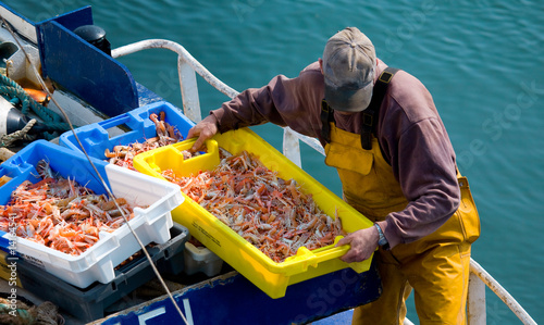 Langoustines