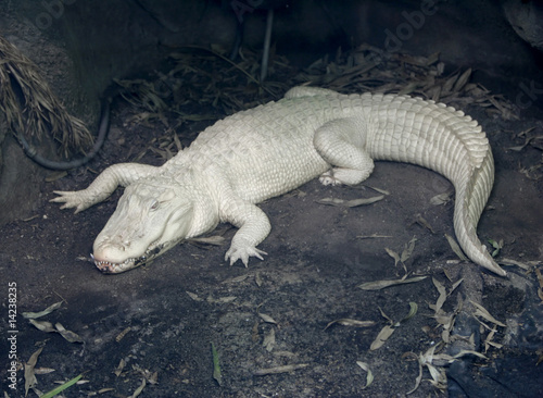 albino alligator