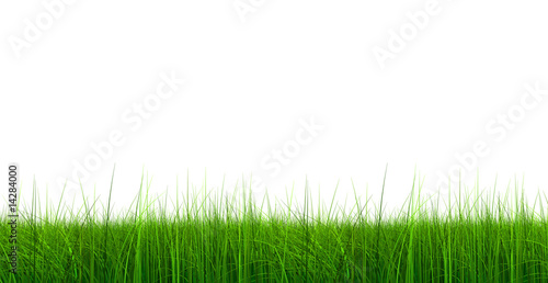 3d green grass rendered at maximum quality