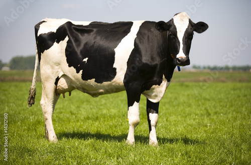 Dutch cow