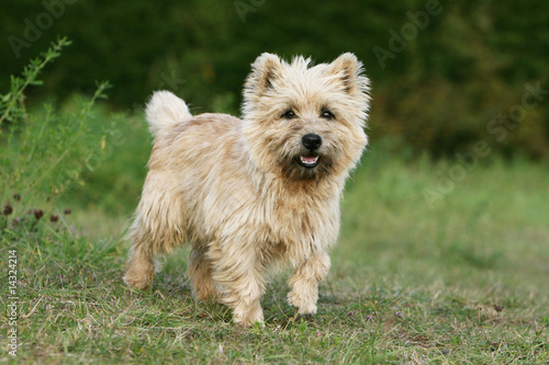 position a l'arrêt pour le cairn terrier dans le jardin