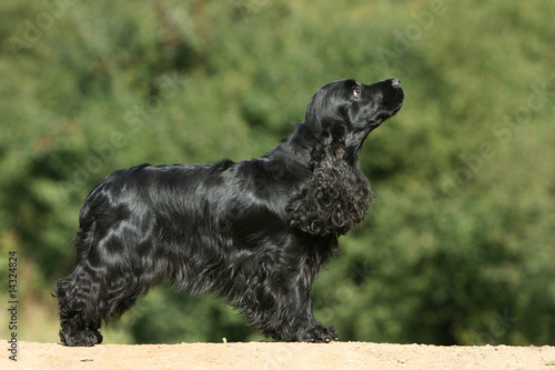 cocker spaniel anglais noir immobile et fier vu de profil