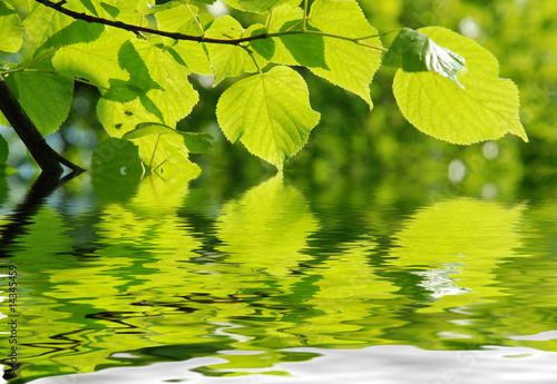 Blätter mit Sonnenlicht und Wasser