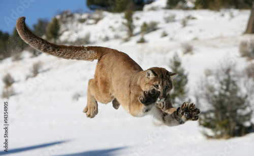 Mountain Lion Jumping