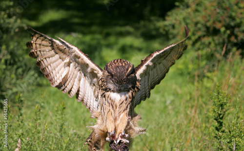 Eurasian Eagle Owl Landing