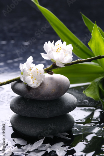 Black massage stones with cherry ,petal on water drops