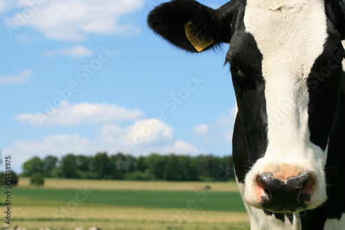 Vache pie noire dans la campagne