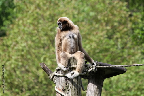 Gibbon lar ou Gibbon à mains blanches