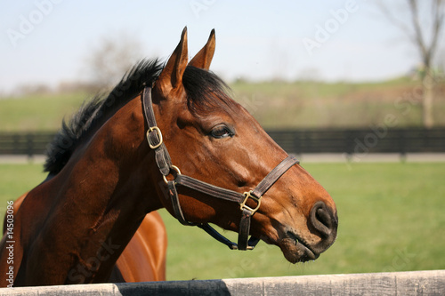 Thoroughbred race Horse