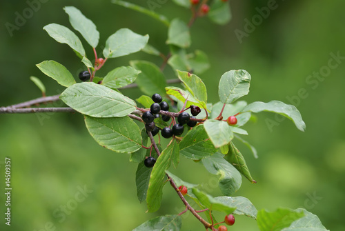 alder buckthorn