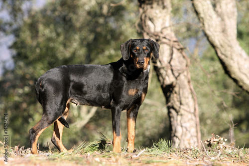 chien courant de transylvanie adulte de profil immobile