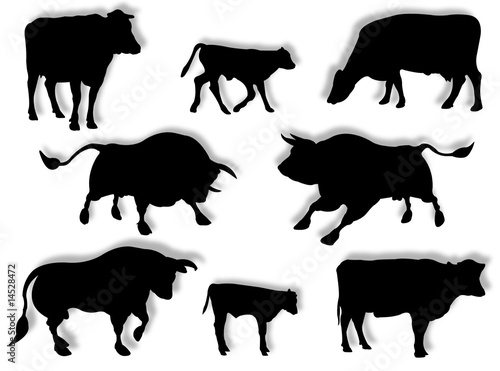 Mucca, toro e vitello in silhouette