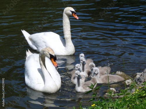 Schwanenfamilie mit fünf Küken