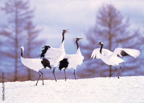 Cranes in snowscape